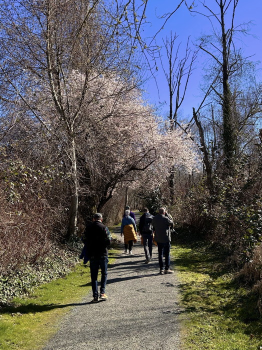 Group walking along path with budding tree
